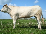 Blonde Aquitaine - Pion Dixie