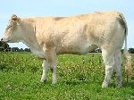 Blonde Aquitaine - Pion Cilja