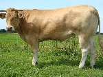 Blonde Aquitaine - Pion Corona