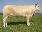 Blonde Aquitaine - Pion Upsala